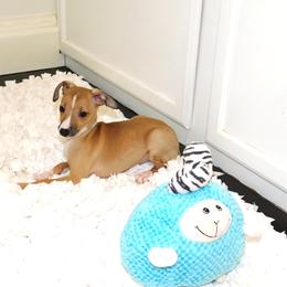 Nate' Male 3 - Red male Italian Greyhound puppy in Sparta Tn And Caryville Fl, Tennessee from Summerwind Kennel
