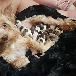 Priss - Yorkshire Terrier