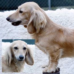 Sunny - Dachshund