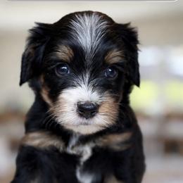 Soccer - Tri-color male Bernedoodle puppy in Yuciapa, California from AlltheDoodlez_
