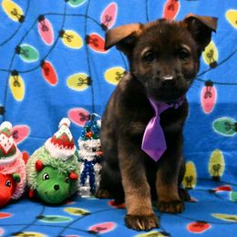 Light purple collar - Sable female German Shepherd puppy in Ramsey, Illinois from Haus-Farr German Shepherds