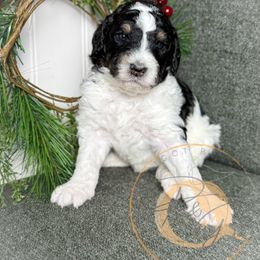 Hershey - Parti male Poodle puppy in Murrieta, California from Apricot Poodles & Goldendoodles, LLC
