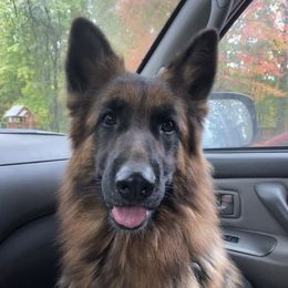 Anja - German Shepherd