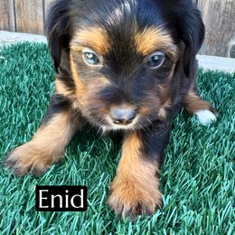 Enid - Red tri-color female Aussiedoodle puppy in Bakersfield, California from Annie's Aussies