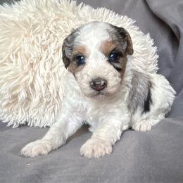 Olaf - Parti male Poodle puppy in Loretto, Tennessee from K Kountry Farm