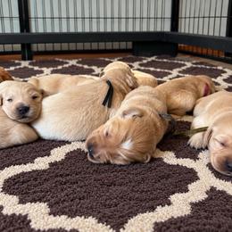 Male 3 - Golden male Golden Retriever puppy in Rainier, Washington from Hanson’s NW Goldens & Doodles
