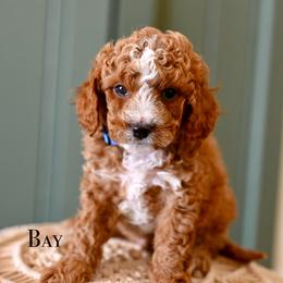 Bay - Red male Cavapoo puppy in Tucson, Arizona from Sun Valley Goldendoodles