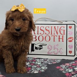 Froyo - Red  female Goldendoodle puppy in Neillsville, Wisconsin from Granton Creek