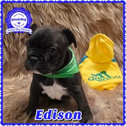 Boy 1 - Brindle male French Bulldog puppy in Griffin, Georgia from Hazel Sky Kennel