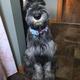 Giant Schnauzer Puppies from House of Roth Giant Schnauzers
