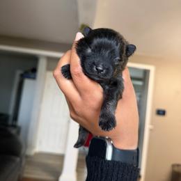 Boy 3 - Tri-colored male Pomeranian puppy in Woonsocket, Rhode Island from Precious Paws by Jai