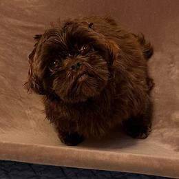 Cookie - Shih Tzu