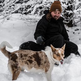 Border Collie Puppies from Cullins Collies