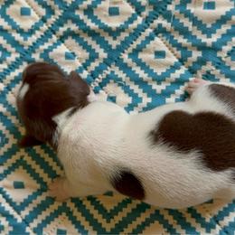 Bella Male 2 - Piebald male Dachshund puppy in Whitehouse, Texas from Bonded Oaks Doxies