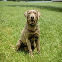 Cree - Dilute Retriever