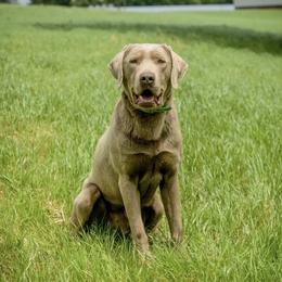Cree - Dilute Retriever