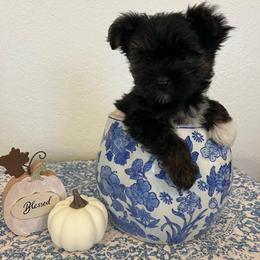 Wrangler - Parti male Yorkshire Terrier puppy in Rising Star, Texas from Phillips Pup House