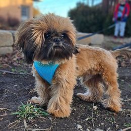 Falcon - Shih Tzu