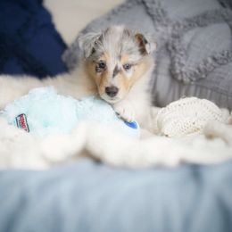 Chimera - Blue merle and white Collie puppy in Virginia from Blackberry Hills Cattle dogs and Collies