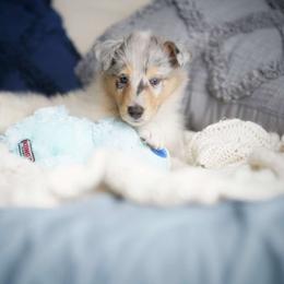 Chimera - Blue merle and white Collie puppy in Virginia from Blackberry Hills Cattle dogs and Collies