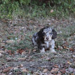 Dachshund Puppies from Boothe’s Dachshunds