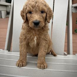Goldendoodle Puppies from Doodifuldoods