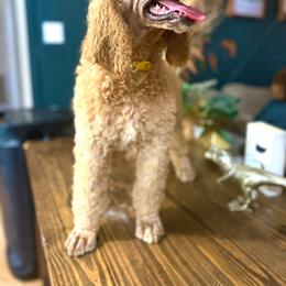 Poodle Puppies from East Bunch Poodles