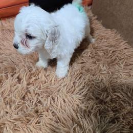 Ginger - White female Bichon Frise puppy in Neosho, Missouri from Cooley's Cuddle Pups