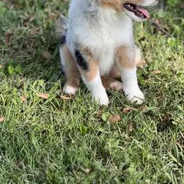 Miniature Australian Shepherd Puppies from Rounvale