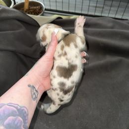 Black collar - Harlequin male Great Dane puppy in Loris, South Carolina from Days Danes