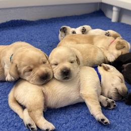 Labrador Retrievers from Tidal Retrievers