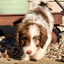 Hazel - Cream female Aussiedoodle puppy in Taylor, Missouri from Pawsitively Doodles