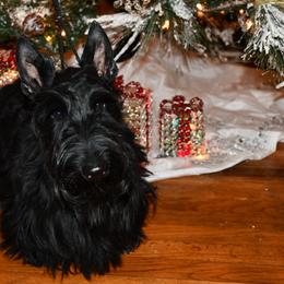 Goldie - Black female Scottish Terrier puppy in Gwinnett County, Georgia from Scottish Terriers at The Rock