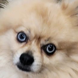 Pomeranian Puppies from La Belle Pomeranians