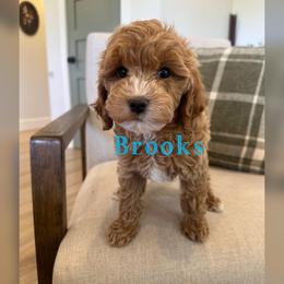 Brooks - Red  male Goldendoodle puppy in Glendale, Arizona from Follow Your Bliss Doodles