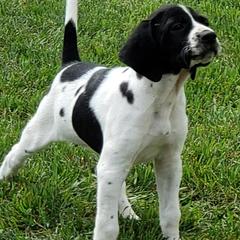Pointers from Stony Kennels