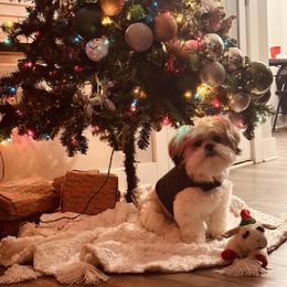Shih Tzu and West Highland White Terrier Puppies from Westies of Morrison