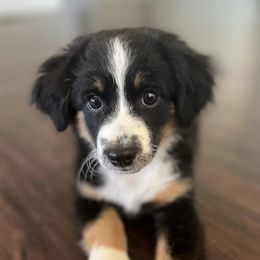 Miniature Australian Shepherds from Smokin Gun Aussies
