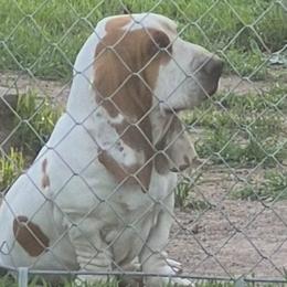 Denver - Basset Hound