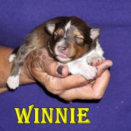WINNIE- SABLE GIRL - Sable and white female Shetland Sheepdog puppy in Frazeysburg, Ohio from Mountain High Kennels