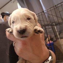 Pink - Golden female Golden Retriever puppy in Lucasville, Ohio from Halo Kennels