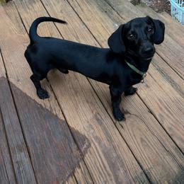 Bear - Dachshund