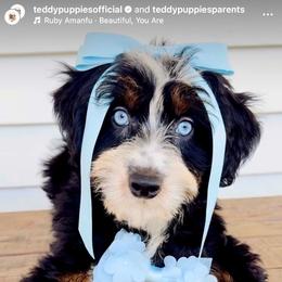 Bernedoodle and Goldendoodle All Grown Up from Teddy Puppies