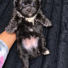 Shadow - Black and white male Shihpoo puppy in Sumter, South Carolina from DWS KENNEL SERVICES