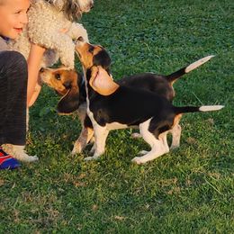 Beagle All Grown Up from Rustic Farm Sporting Beagles