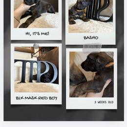 BASHO - Red male Afghan Hound puppy in Micanopy, Florida from Fortuna Farms
