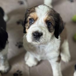 English Springer Spaniel Puppies from Butterfield Trail Farm