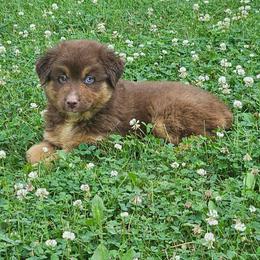 Willow - Red & white female Miniature Australian Shepherd puppy in Fredericksburg, Ohio from Miller's Aussie,Bernedoodle Pups!