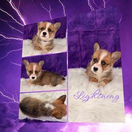 Lightning - Red female Pembroke Welsh Corgi puppy in Kiowa, Colorado from Cool Water Corgis LLC