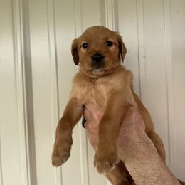 Girl 1 - Dark golden female Golden Retriever puppy in Arnaudville, Louisiana from Taylor Made Retrievers